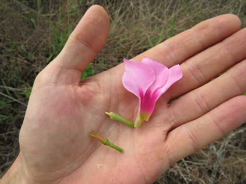 Mandevilla pohliana, photograph 3