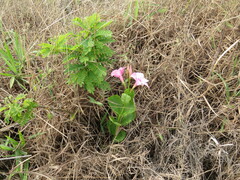 Mandevilla pohliana