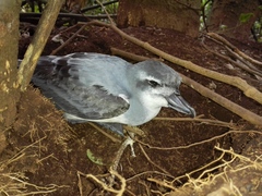 Pachyptila vittata
