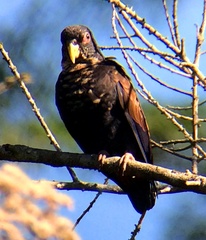 Pionus chalcopterus