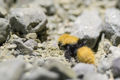 Dasymutilla coccineohirta