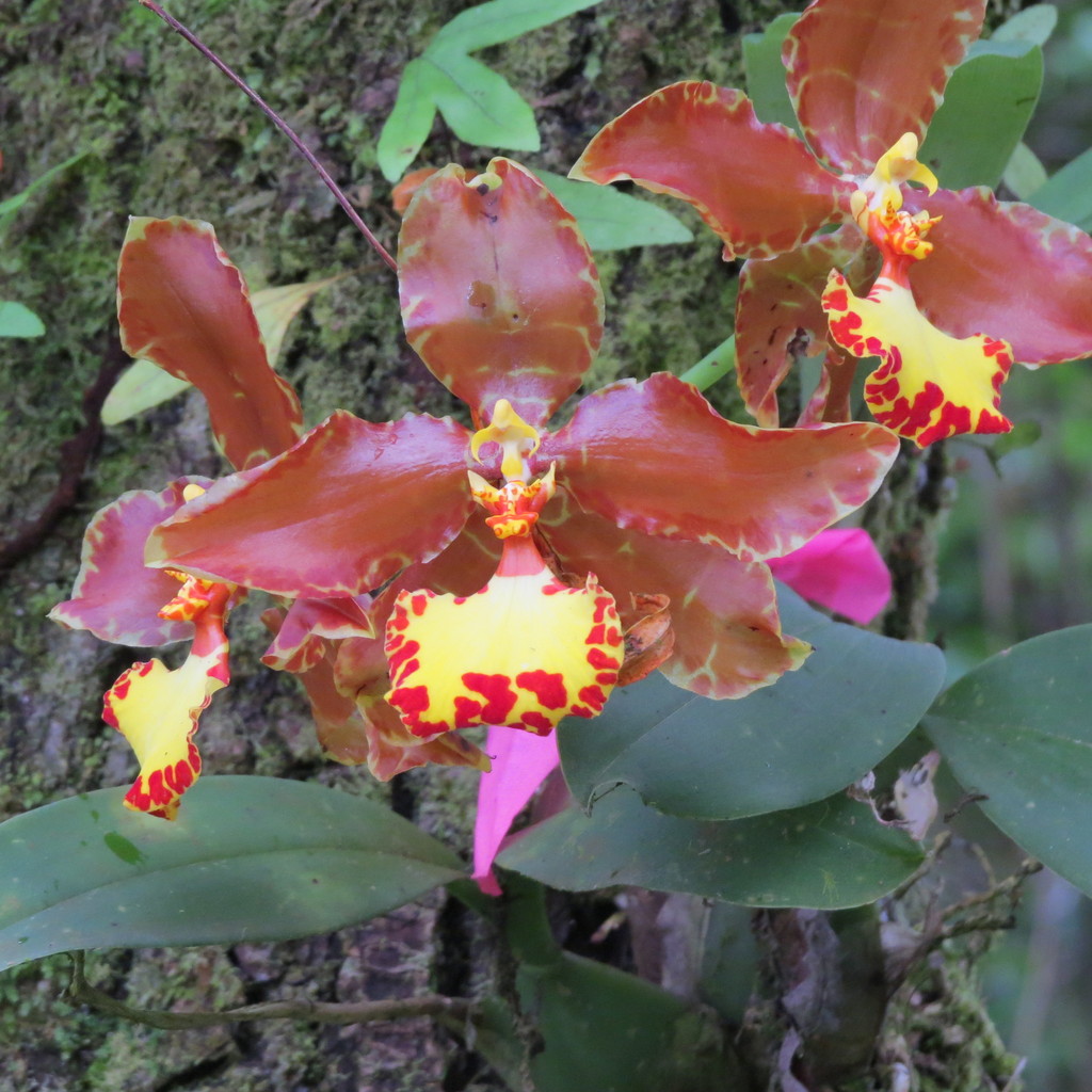 Rossioglossum hagsaterianum