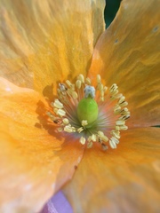 Papaver