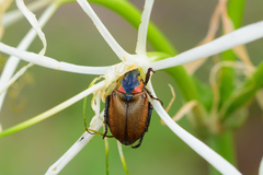 Strigoderma sulcipennis