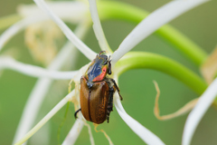 Strigoderma sulcipennis