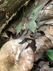 Philonthus caeruleipennis