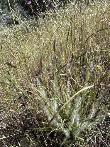 Image of Danthonia unispicata by (c) Matt Berger, some rights reserved (CC BY)