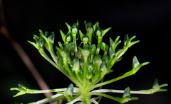 Malaxis brachyrrhynchos