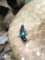 Philonthus caeruleipennis