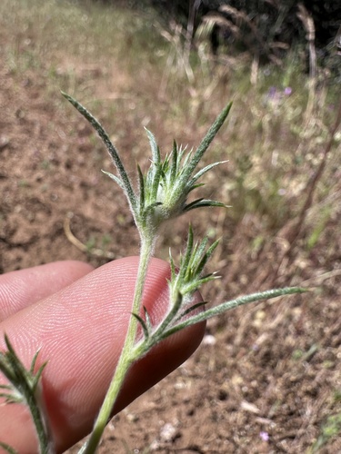 Image of Eriastrum tracyi by (c) Matt Berger, some rights reserved (CC BY)