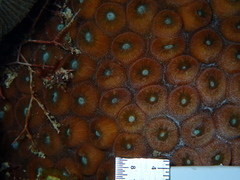 Montastraea cavernosa