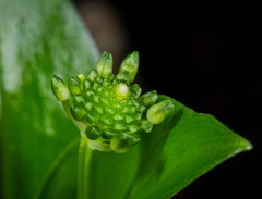 Malaxis brachyrrhynchos