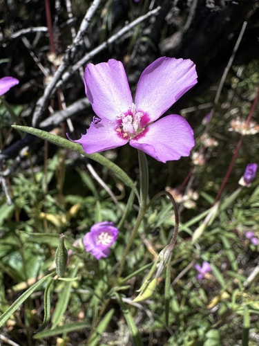 Lassen clarkia (Clarkia lassenensis)