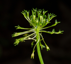 Malaxis brachyrrhynchos