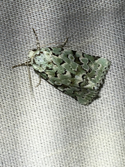 Bryolymnia viridata