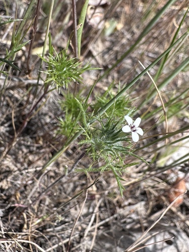 Image of Navarretia heterandra by (c) Matt Berger, some rights reserved (CC BY)