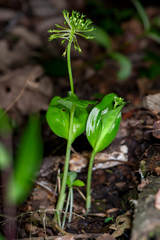 Malaxis brachyrrhynchos