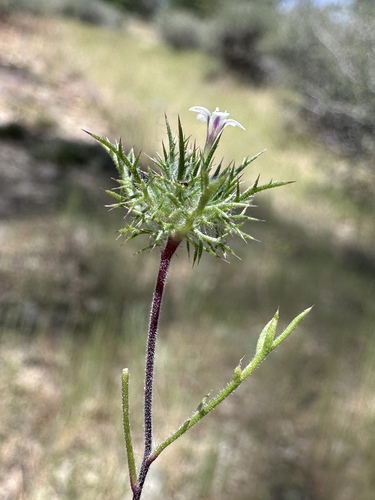 Image of Navarretia heterandra by (c) Matt Berger, some rights reserved (CC BY)
