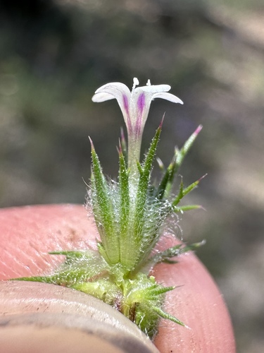 Image of Navarretia heterandra by (c) Matt Berger, some rights reserved (CC BY)