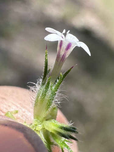 Image of Navarretia heterandra by (c) Matt Berger, some rights reserved (CC BY)