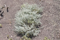 Brickellia nevinii