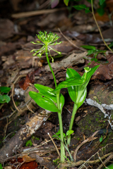 Malaxis brachyrrhynchos