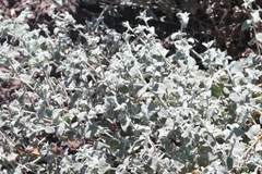 Brickellia nevinii