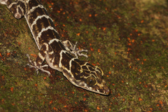 Cyrtodactylus consobrinus