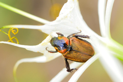 Strigoderma sulcipennis