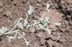 Brickellia nevinii