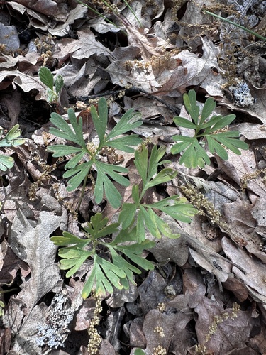 Image of Viola sheltonii by (c) Matt Berger, some rights reserved (CC BY)