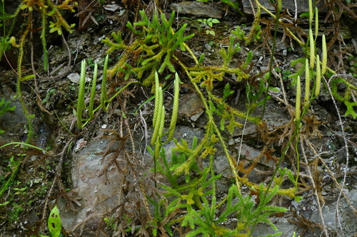 Lycopodium japonicum