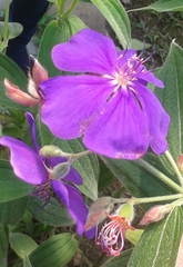 Pleroma semidecandrum