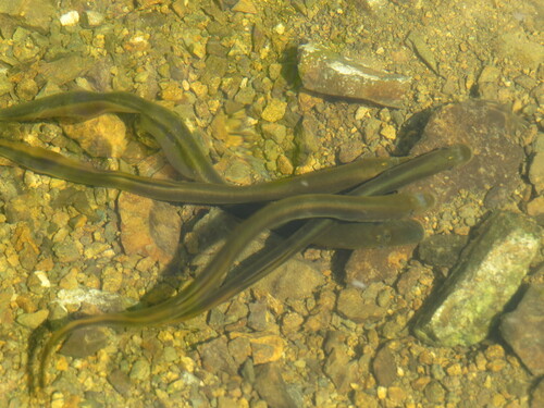 Siberian brook lamprey (Lethenteron kessleri) — Petromyzontidae — 3