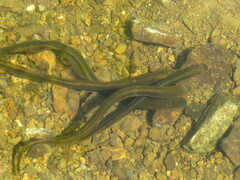 Siberian Lamprey photo 2