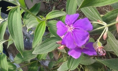 Pleroma semidecandrum