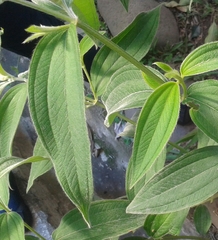 Pleroma semidecandrum