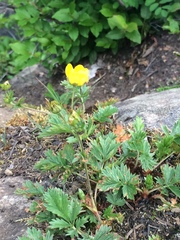 Potentilla drummondii