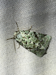 Bryolymnia viridata