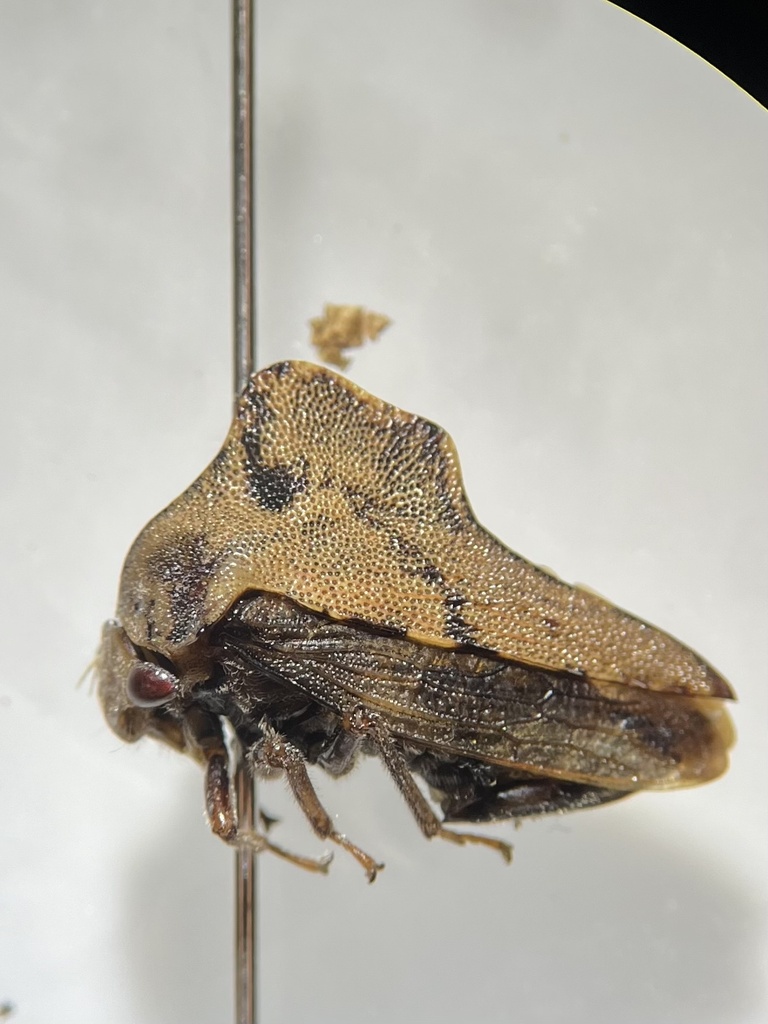 Virginia Creeper Treehopper