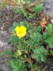 Potentilla drummondii