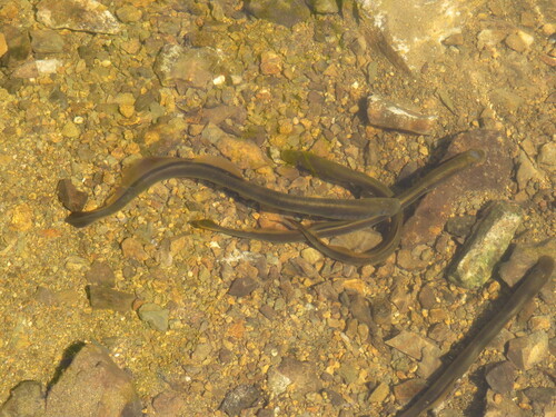 Siberian brook lamprey (Lethenteron kessleri) — Petromyzontidae — 4