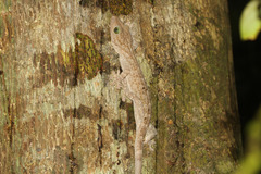 Gekko smithii