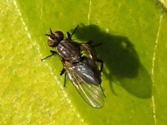 Limnophora triangula