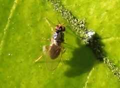 Diplotoxa messoria