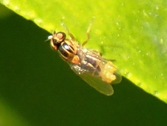 Thaumatomyia notata