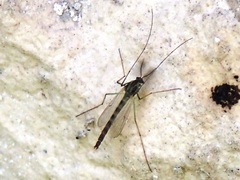 Chironomus plumosus