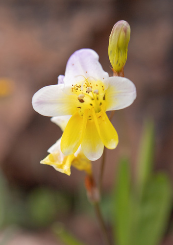 Sparaxis caryophyllacea