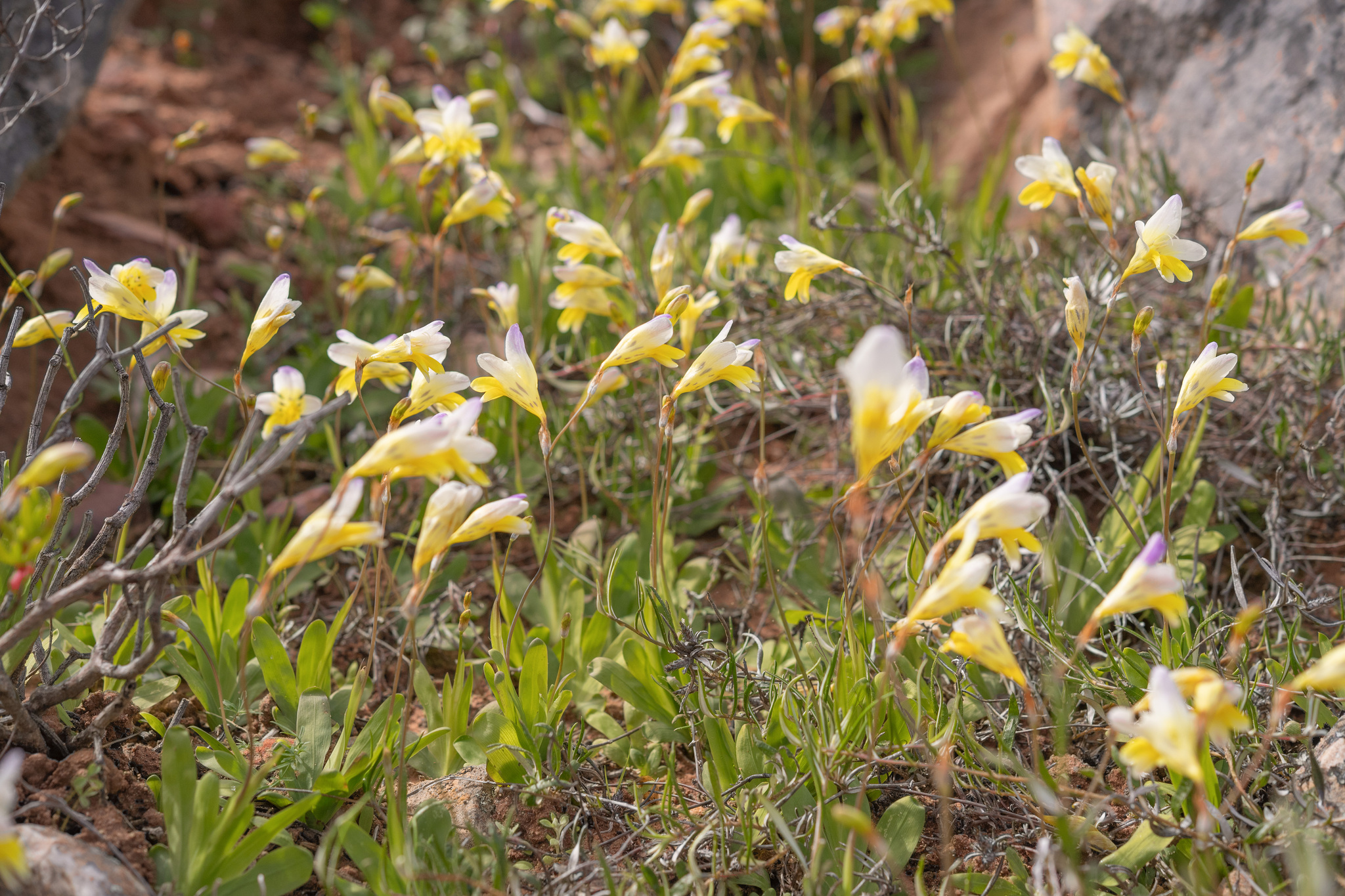 Sparaxis caryophyllacea