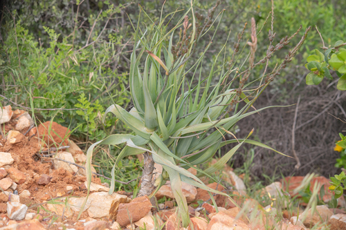 Trachyandra adamsonii